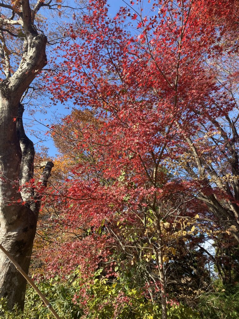 高尾山　もみじ台　紅葉